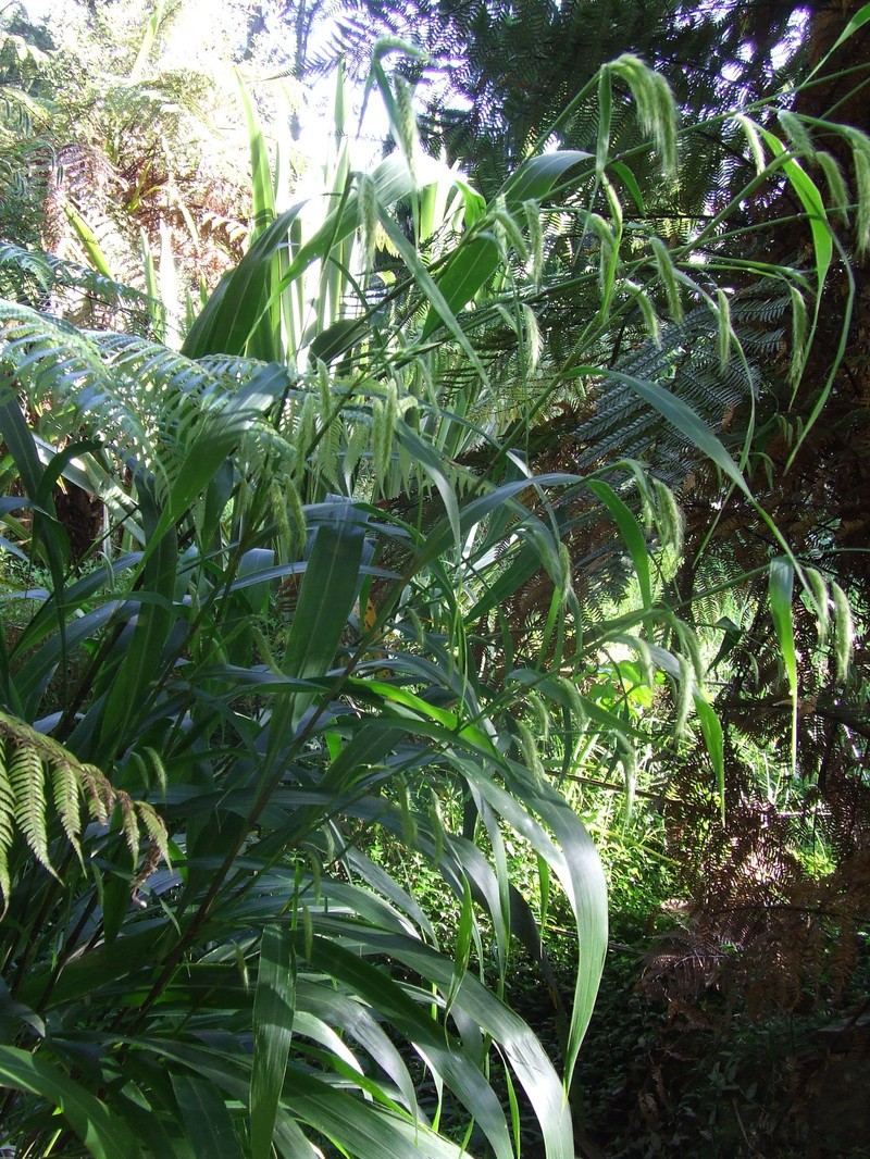 Uruguayan Fountaingrass