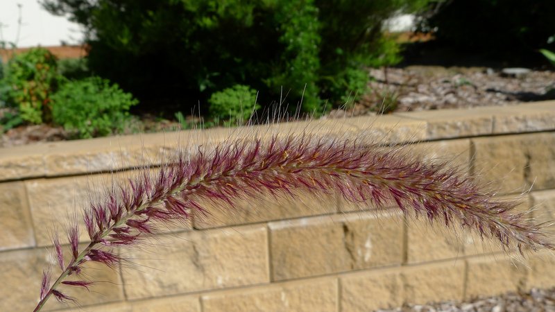 Pennisetum macrostachyum