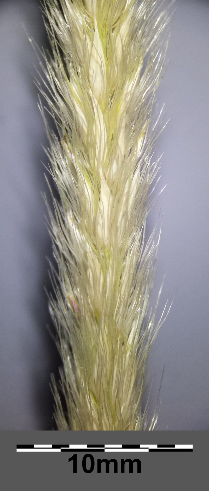 African Feathergrass photo 2