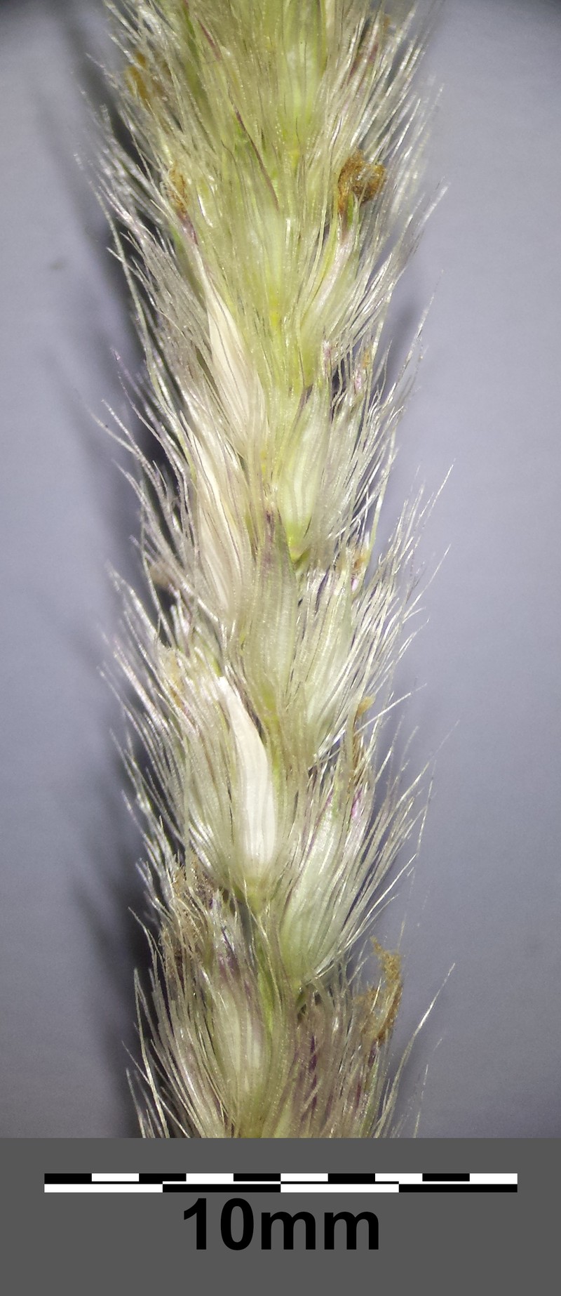 African Feathergrass photo 3