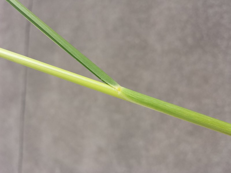African Feathergrass photo 5