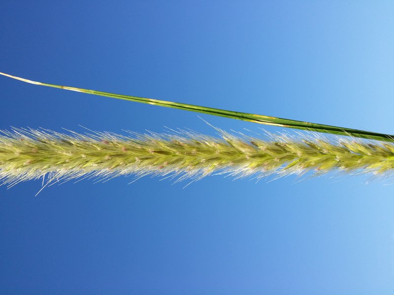 African Feathergrass photo 7