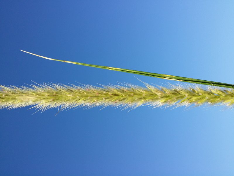 African Feathergrass photo 8