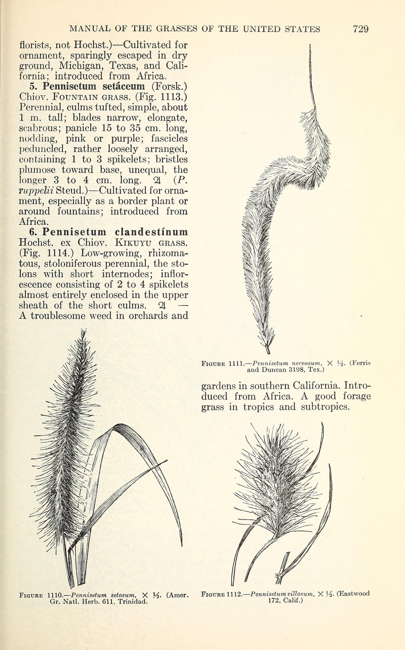 Bentspike Fountaingrass