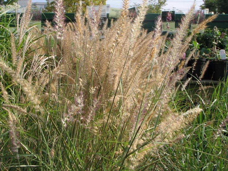 Oriental Pennisetum photo 3