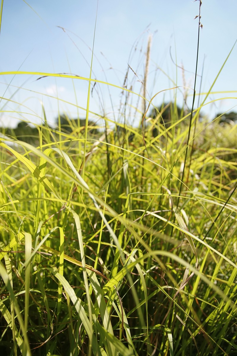 Oriental Pennisetum photo 2