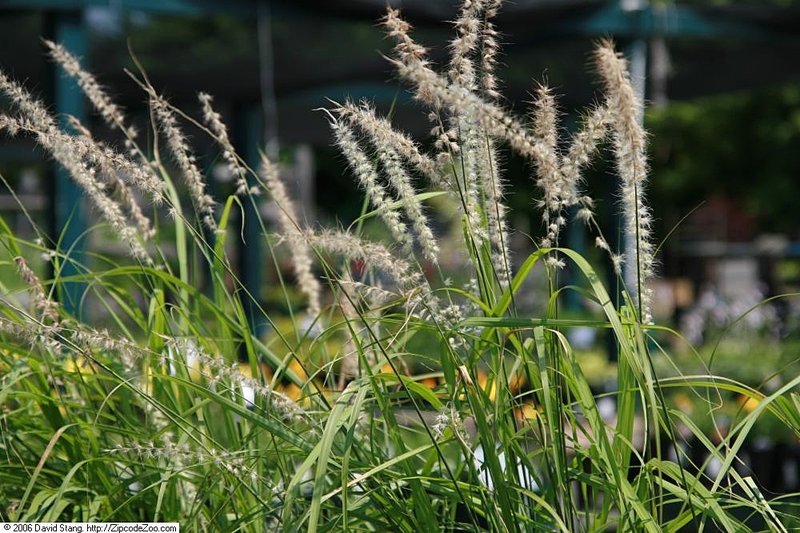 Oriental Pennisetum photo 4