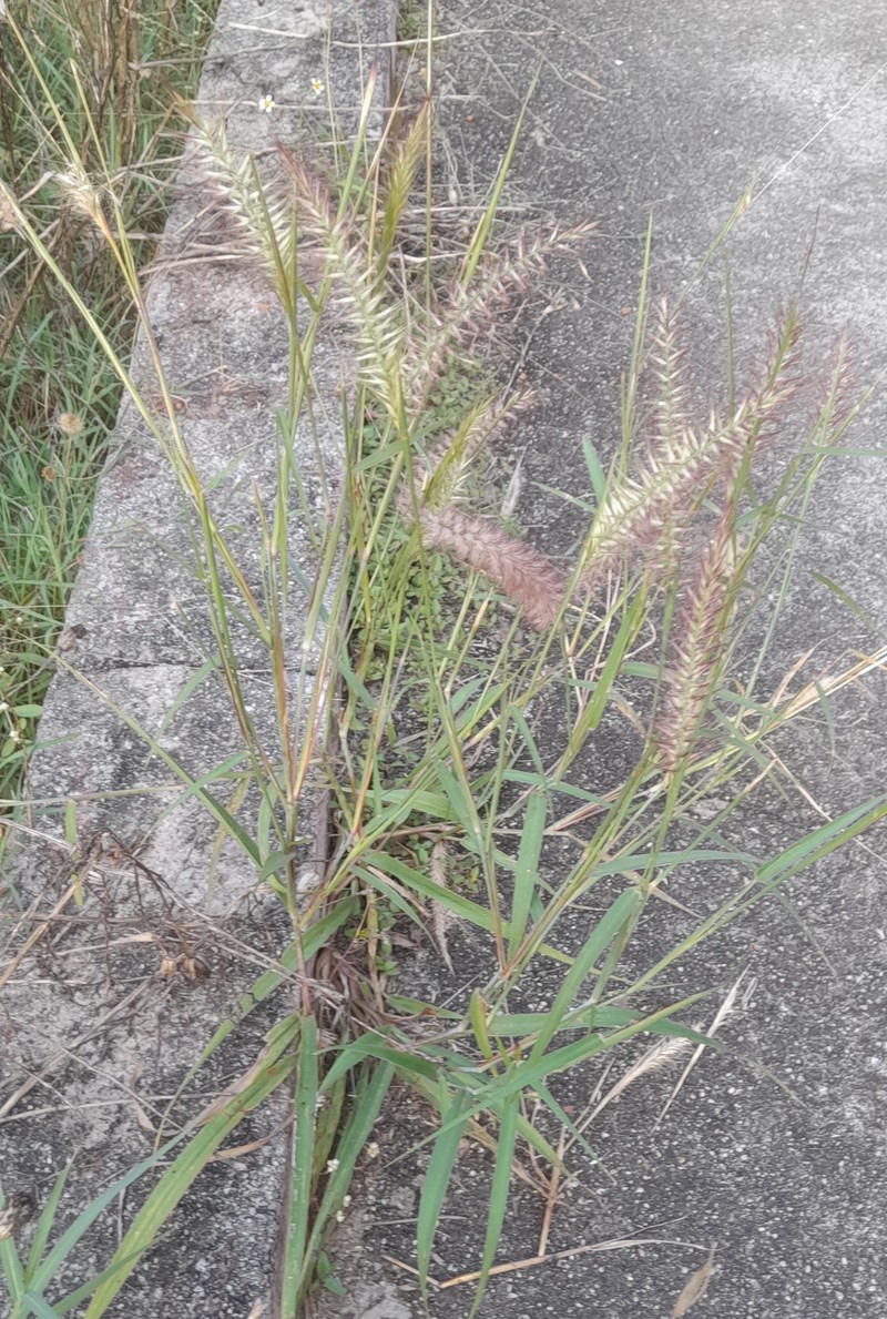 Kyasuma Grass photo 2