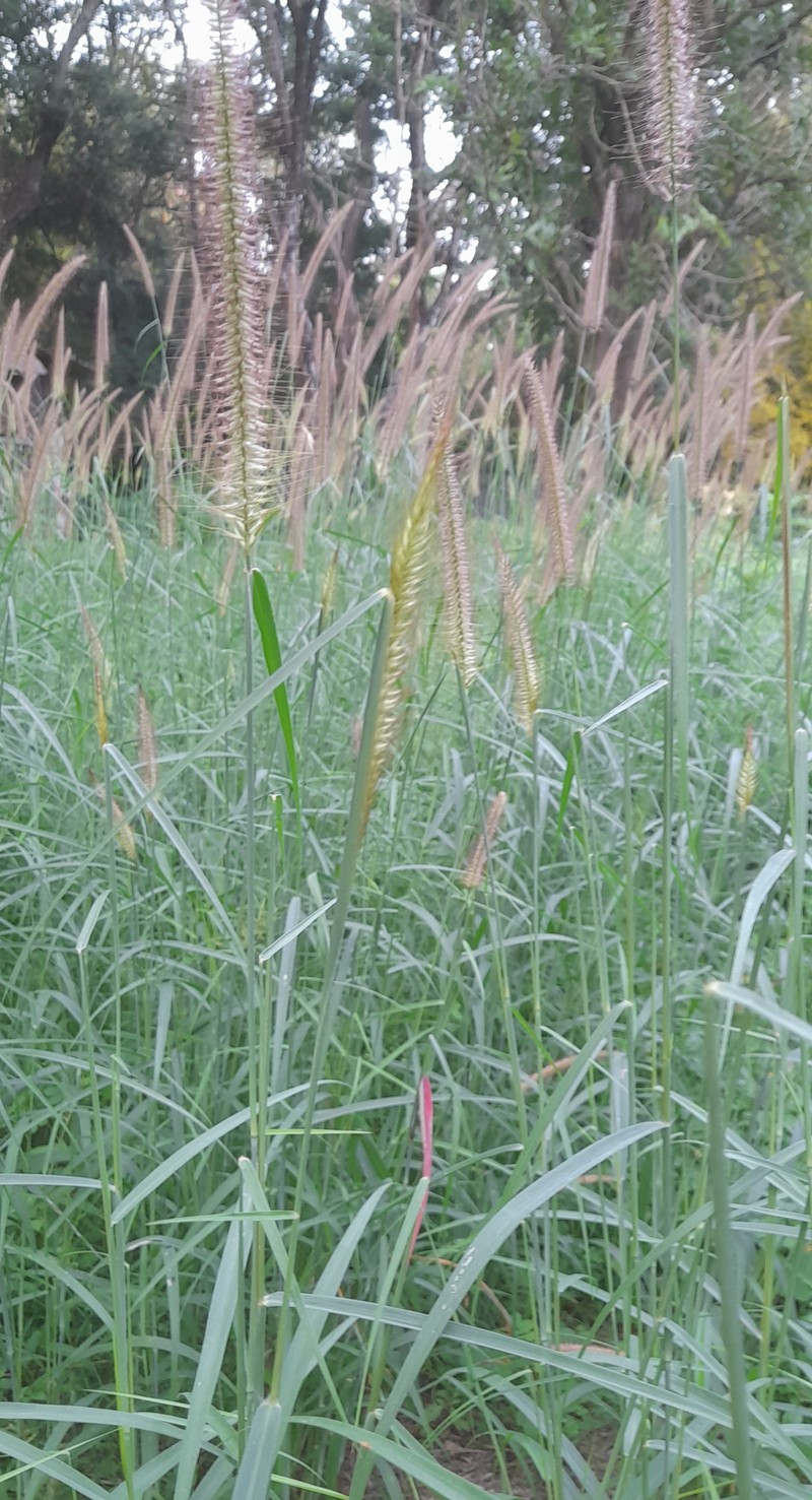 Kyasuma Grass photo 3