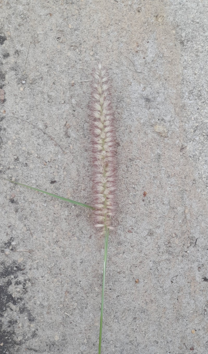 Kyasuma Grass photo 4