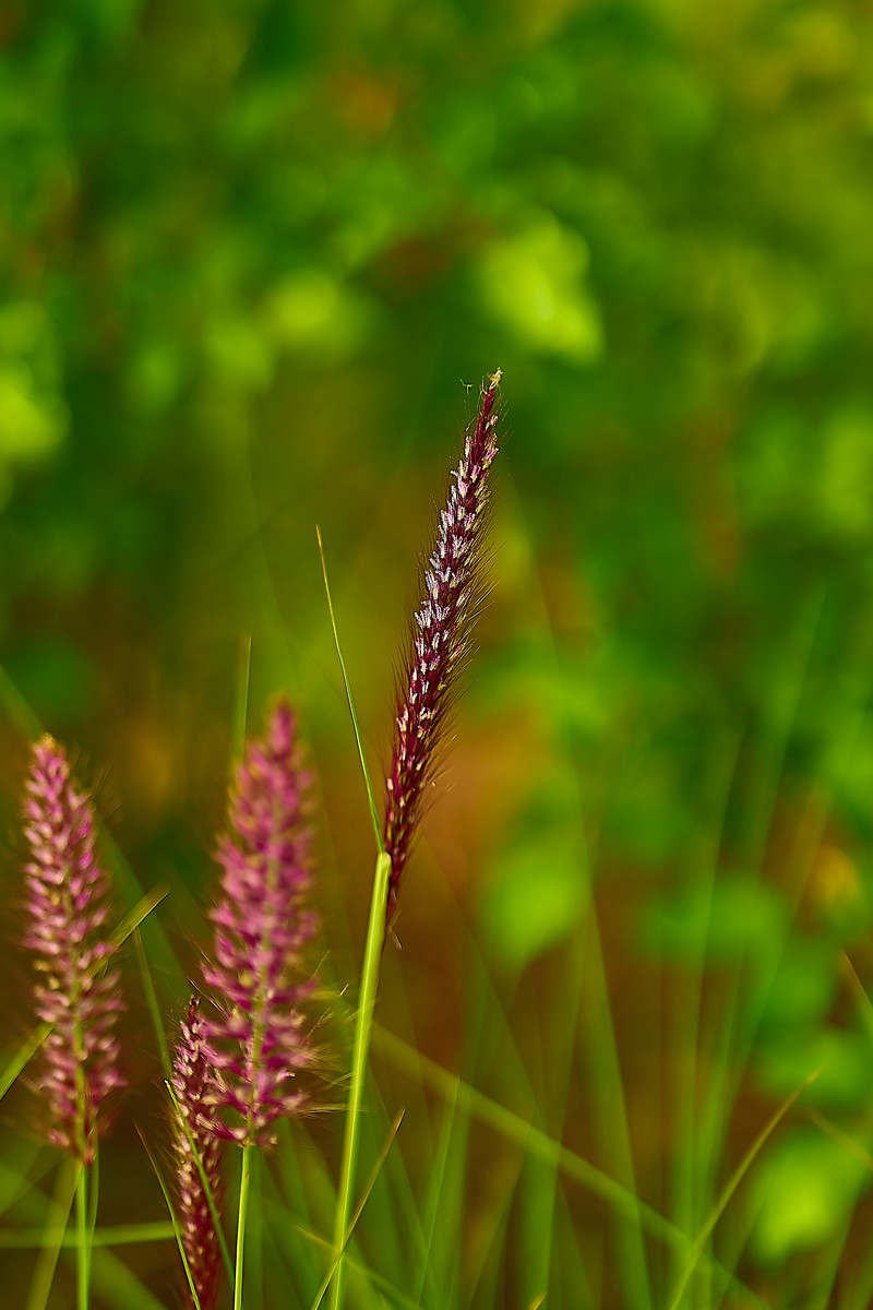 Kyasuma Grass photo 5