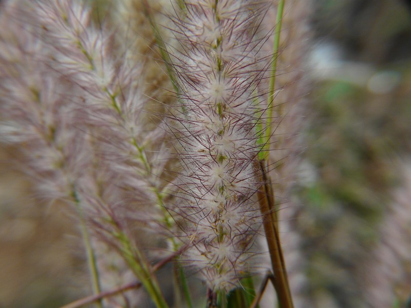 Kyasuma Grass photo 6