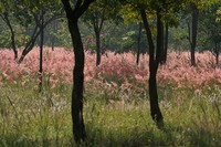 Kyasuma Grass