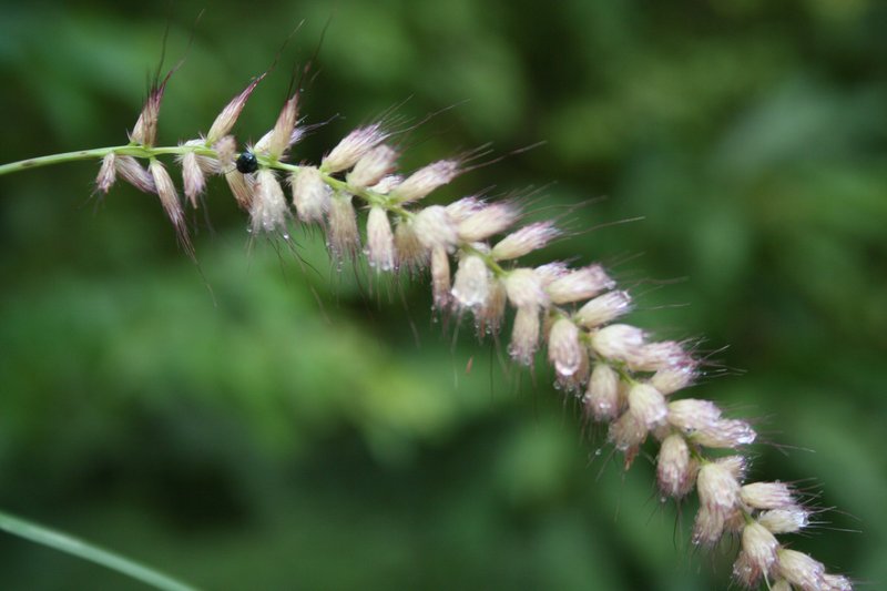 Kyasuma Grass photo 7