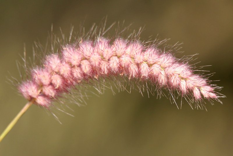 Kyasuma Grass photo 8