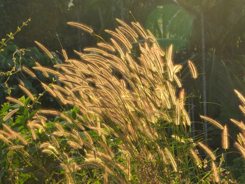 Mission Grass