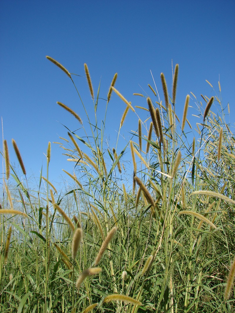 Elephant Grass