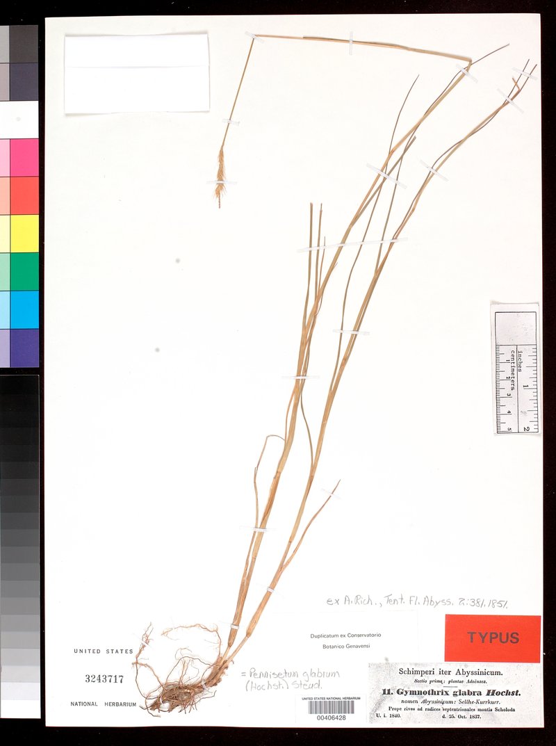 Pennisetum schimperi