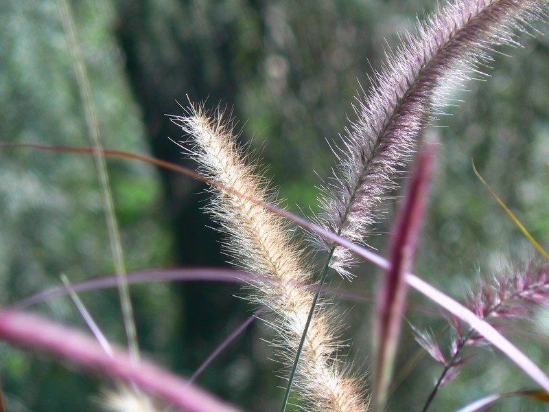 Crimson Fountaingrass photo 3