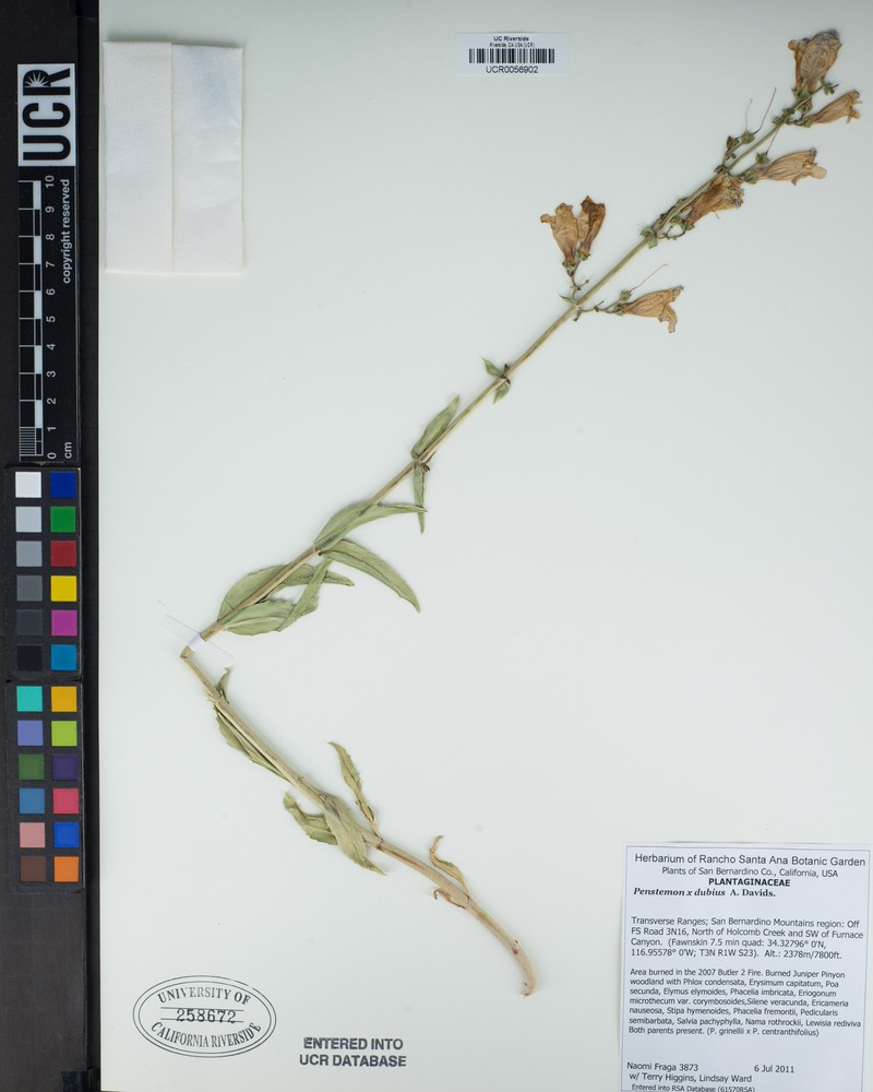 Beardtongue