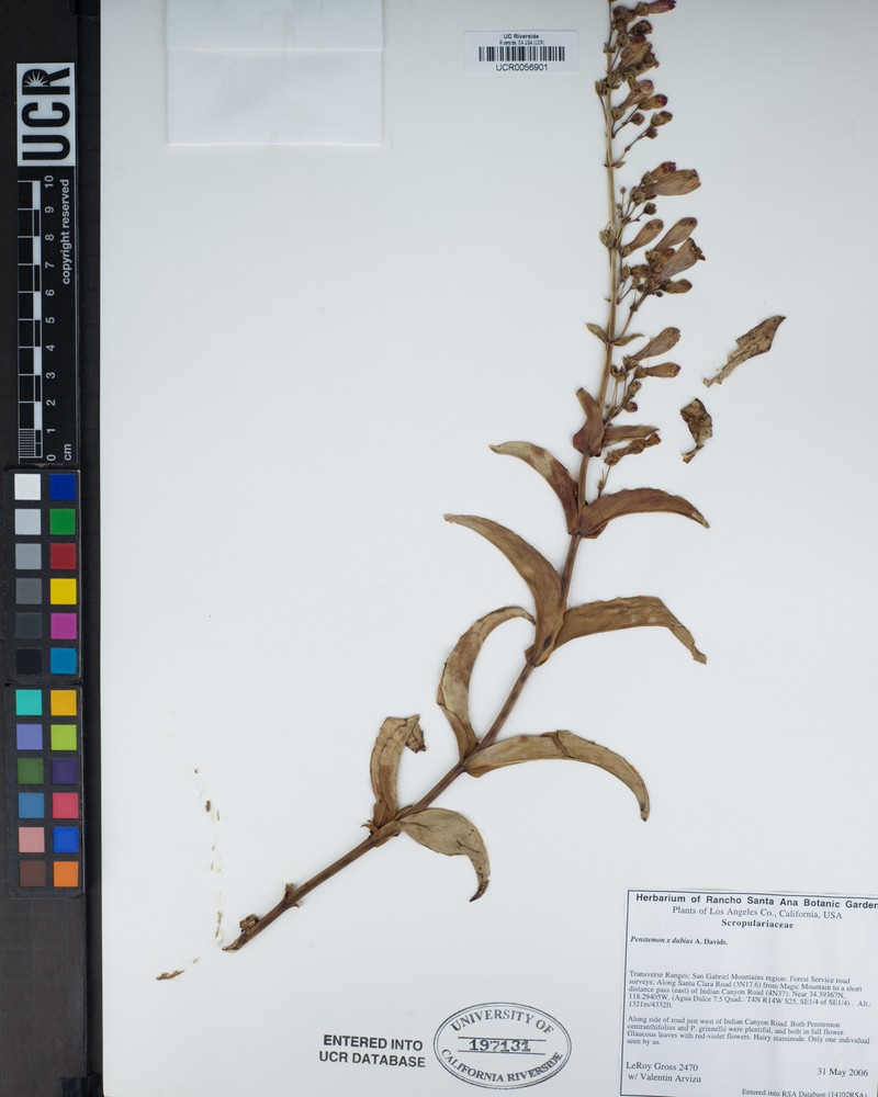 Beardtongue photo 2