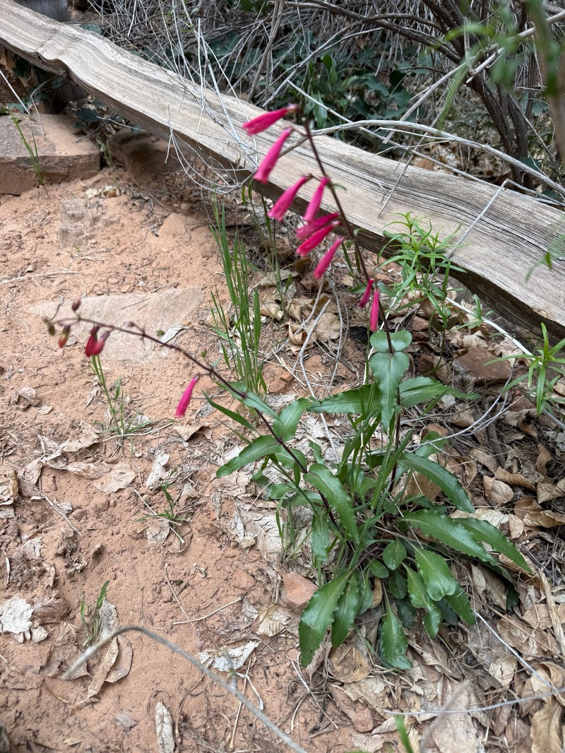 Beardtongue