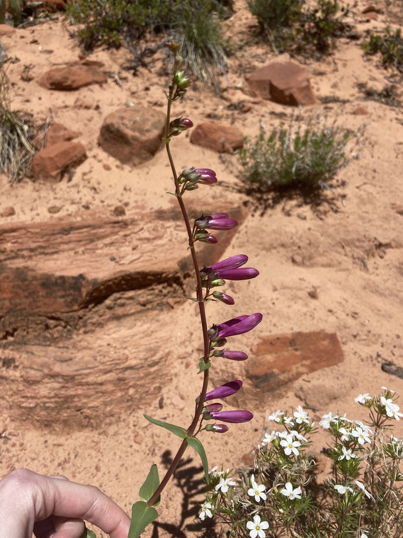 Beardtongue photo 2