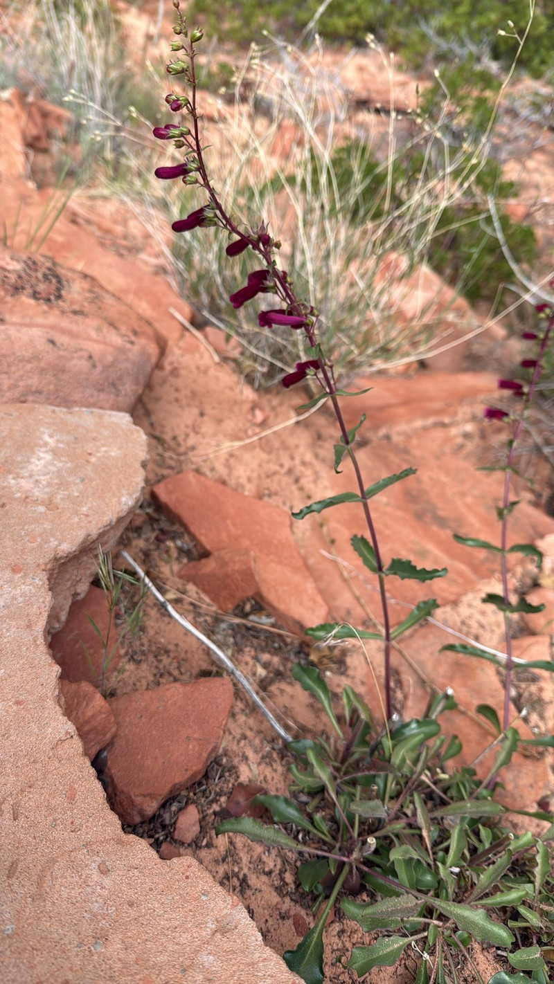 Beardtongue photo 3