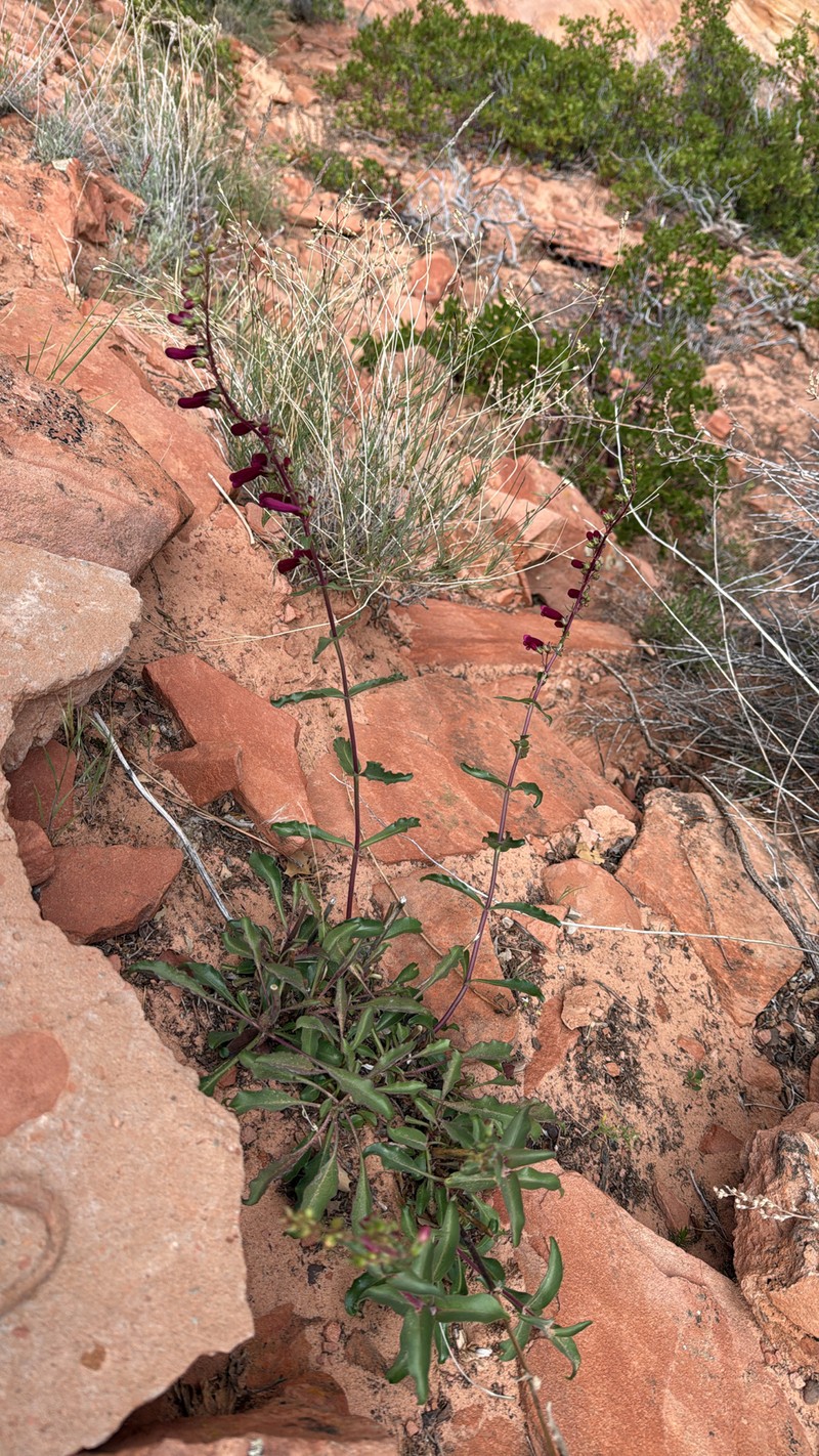 Beardtongue photo 4