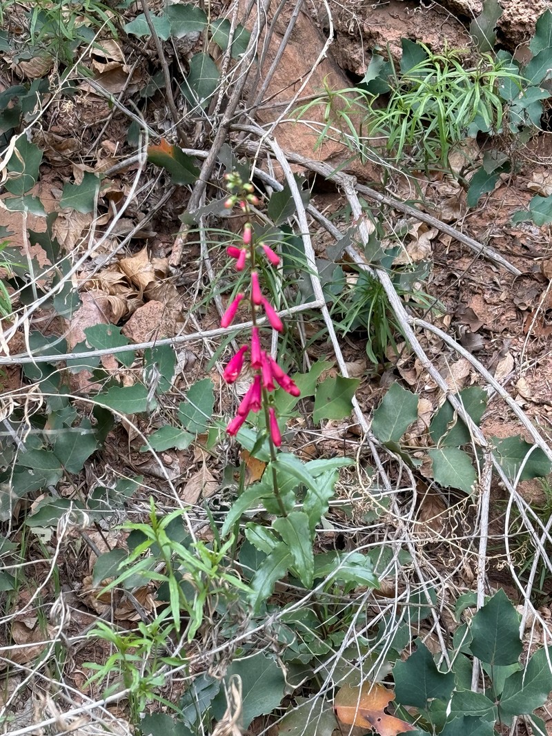 Beardtongue photo 5