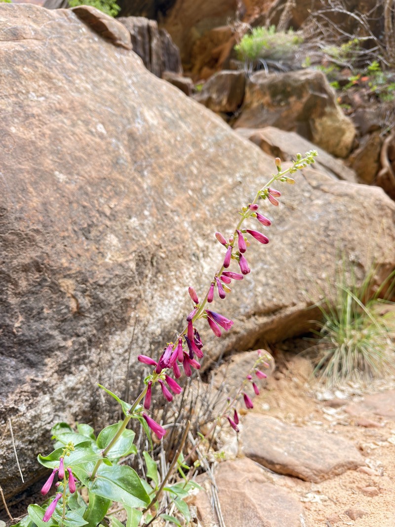 Beardtongue photo 6