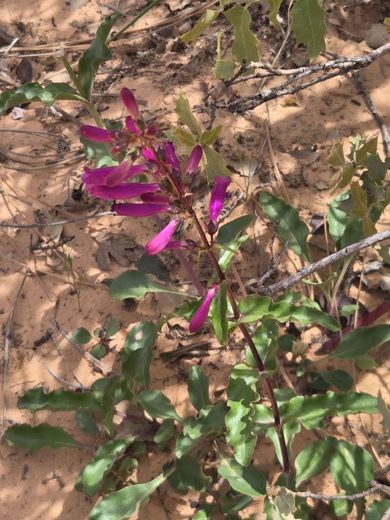 Beardtongue photo 7