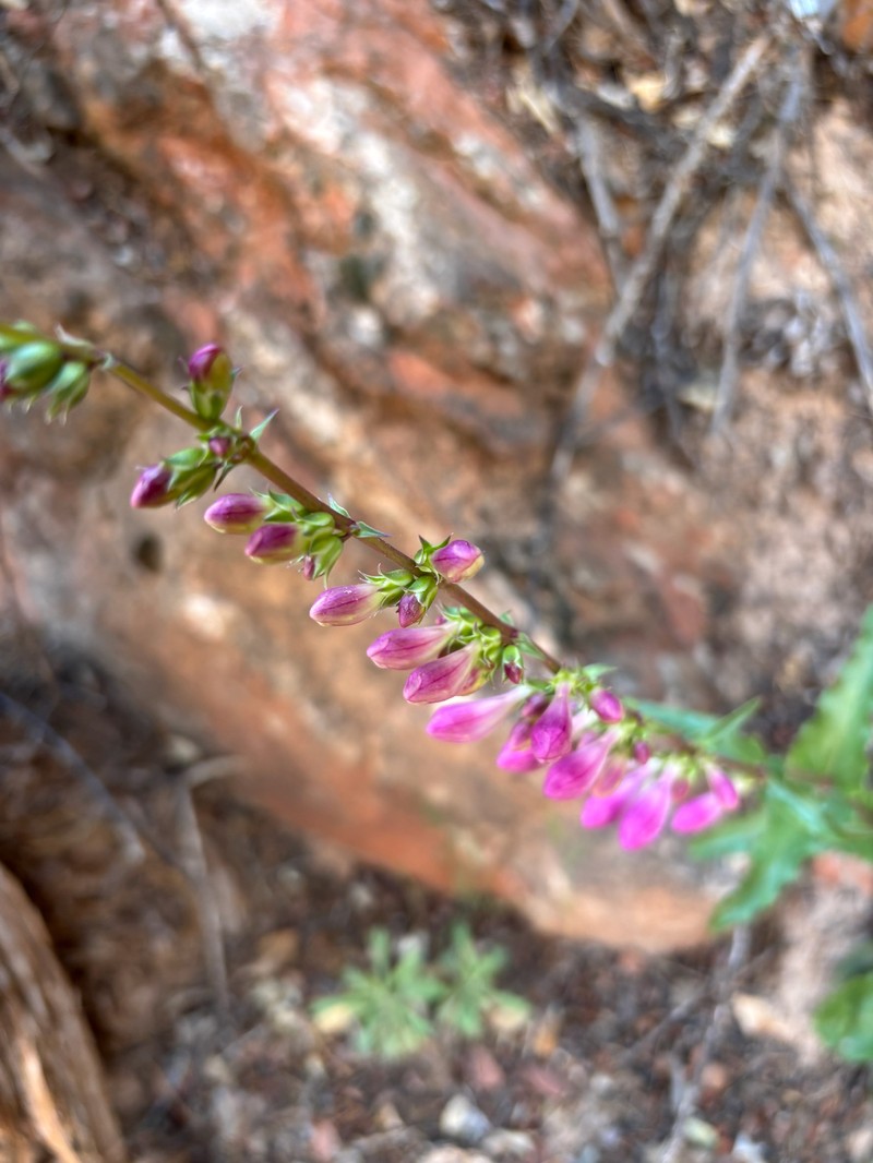 Beardtongue photo 8