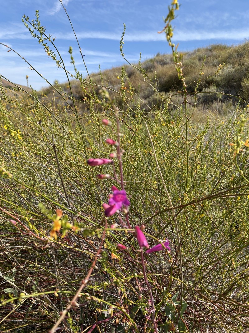 Beardtongue