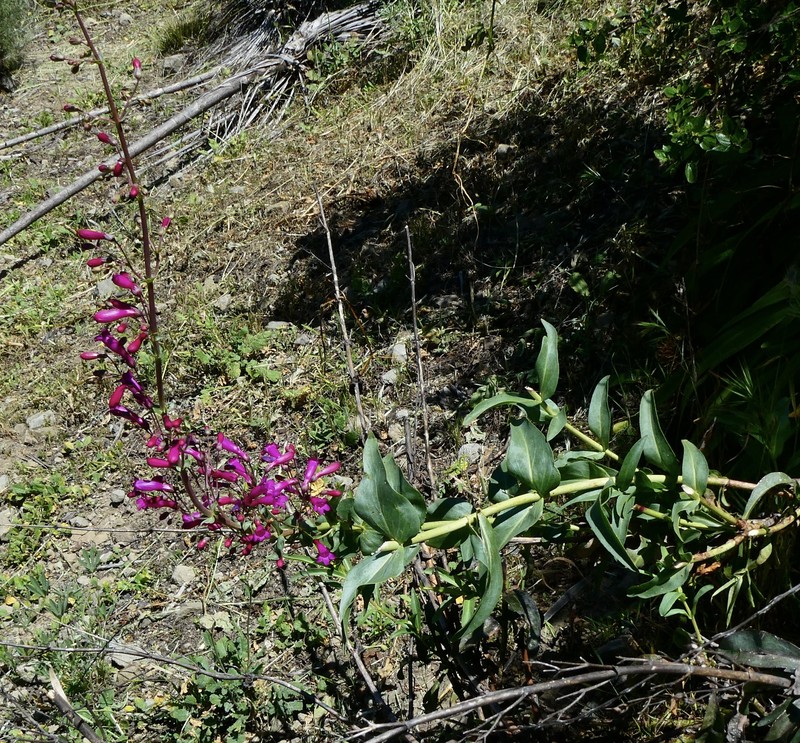 Beardtongue photo 2