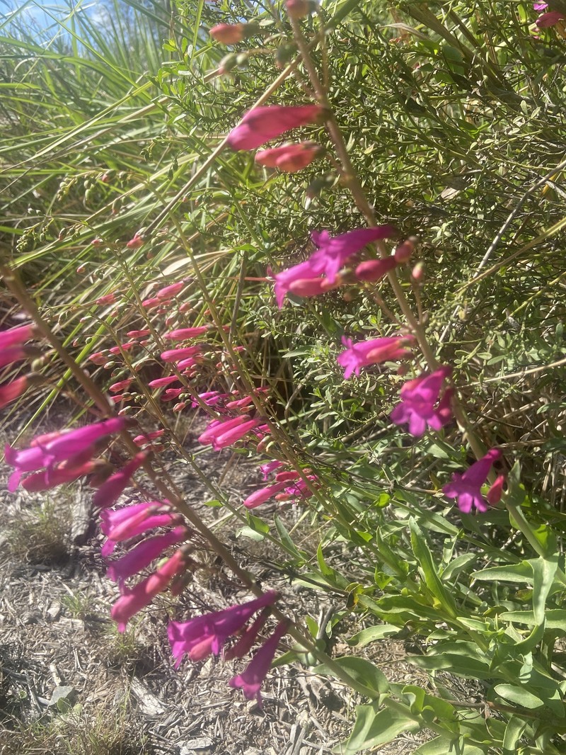 Beardtongue photo 3