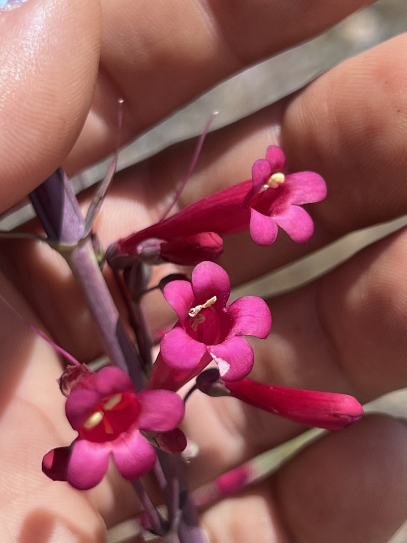 Beardtongue photo 4