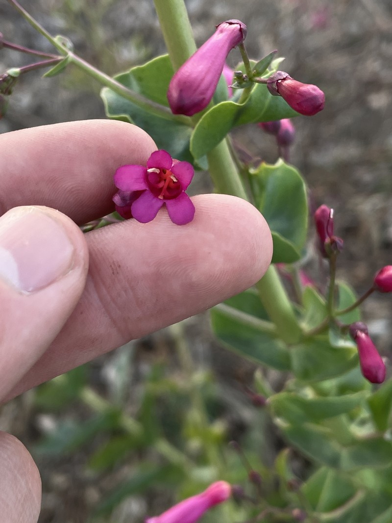Beardtongue photo 5