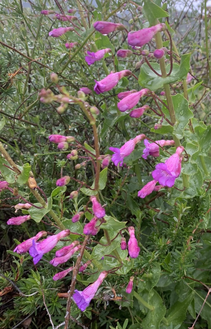 Beardtongue photo 6