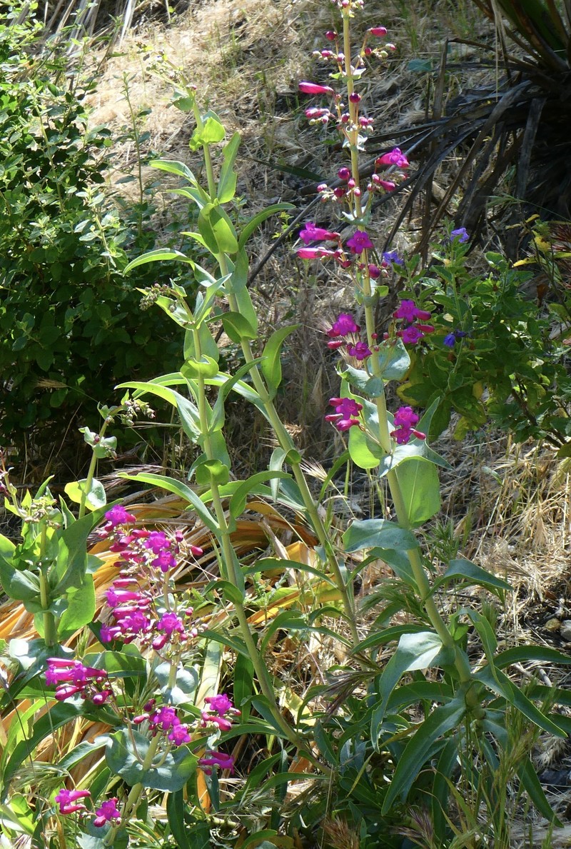 Beardtongue photo 7
