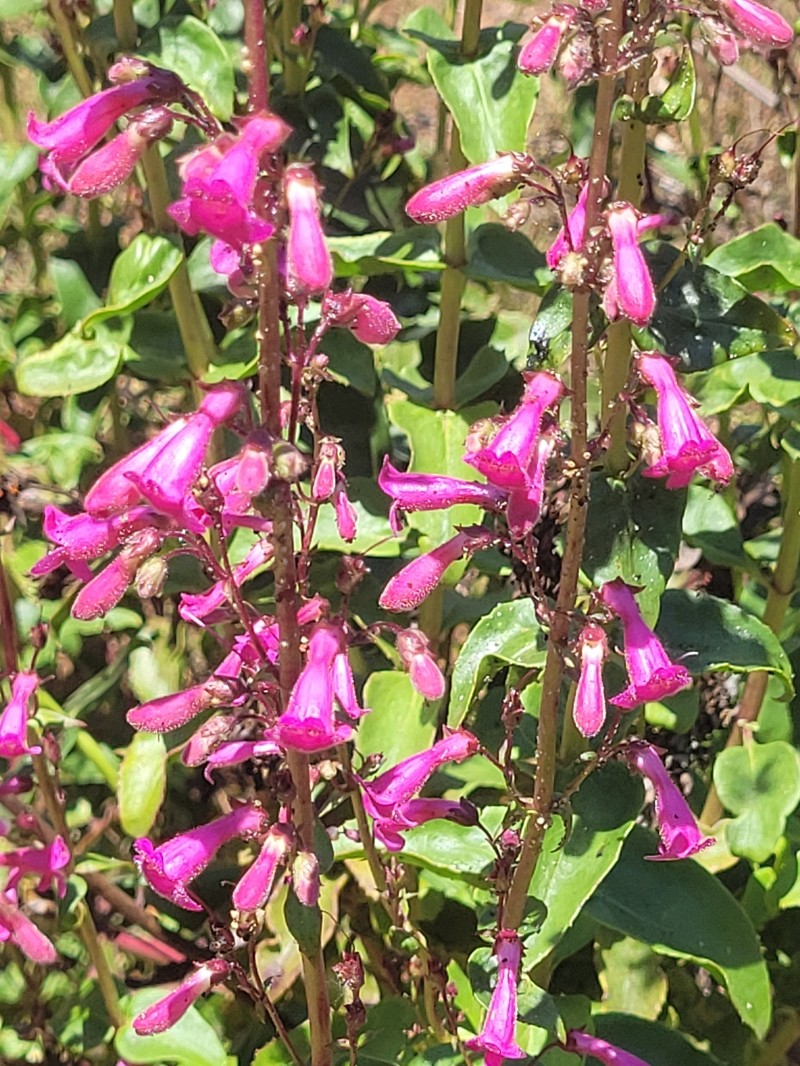 Beardtongue photo 8