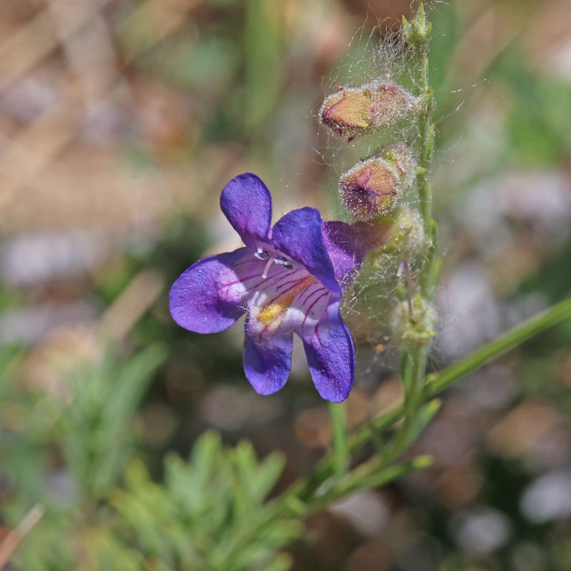 Firleaf Beardtongue