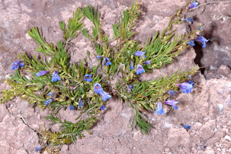 Firleaf Beardtongue