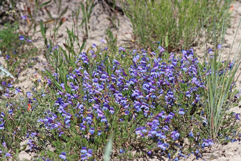 Firleaf Beardtongue photo 2