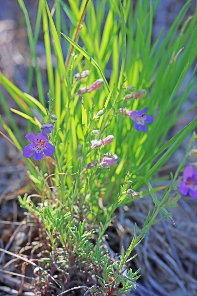 Firleaf Beardtongue photo 3