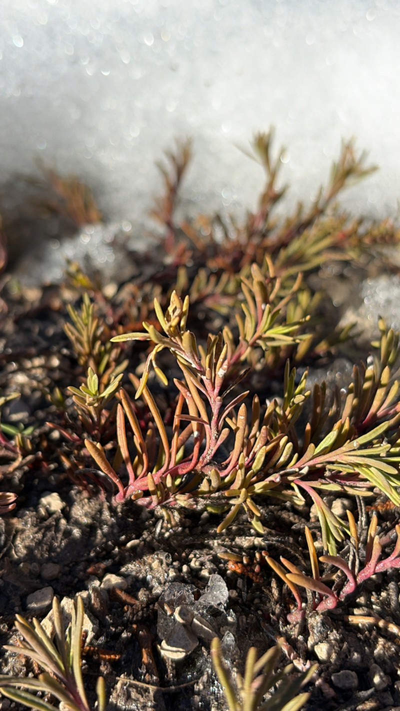 Firleaf Beardtongue photo 4