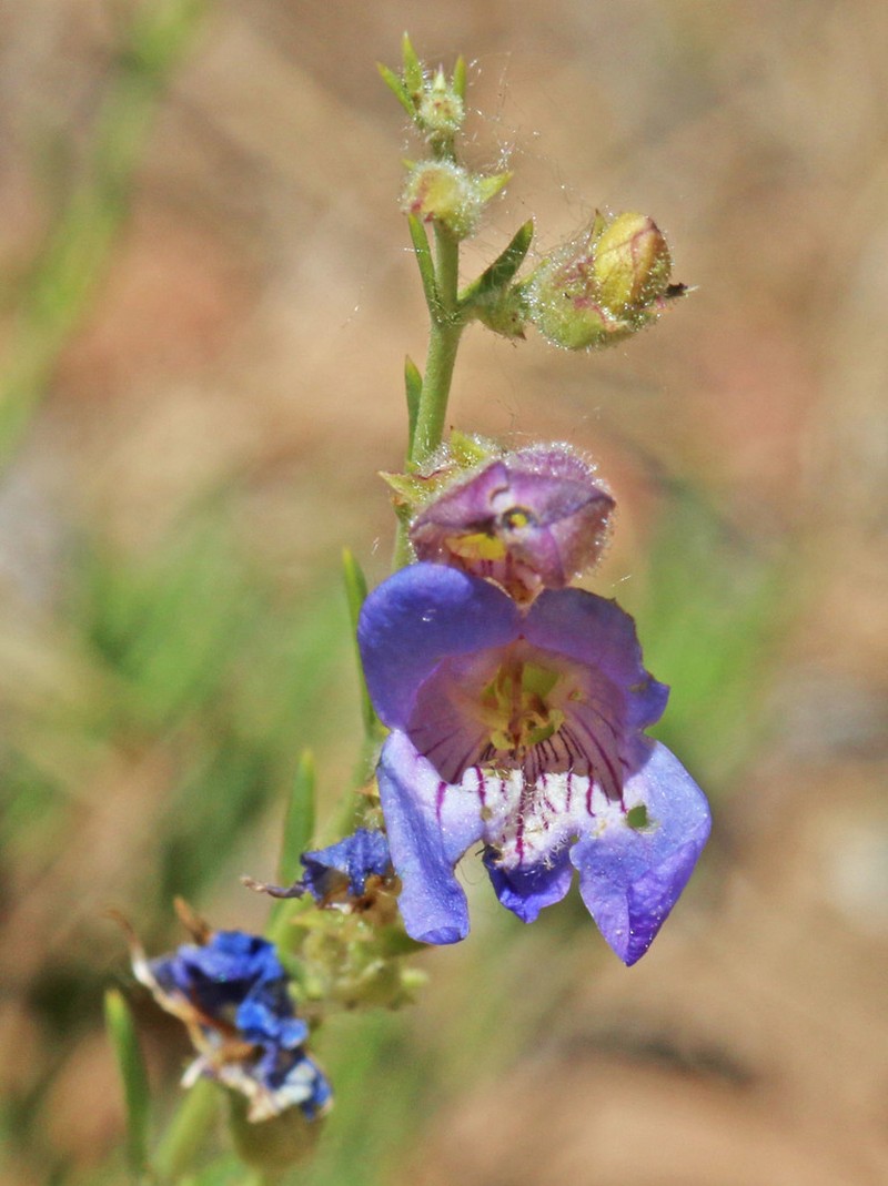 Firleaf Beardtongue photo 5
