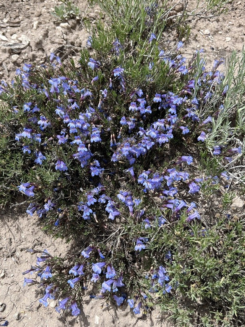 Firleaf Beardtongue photo 6