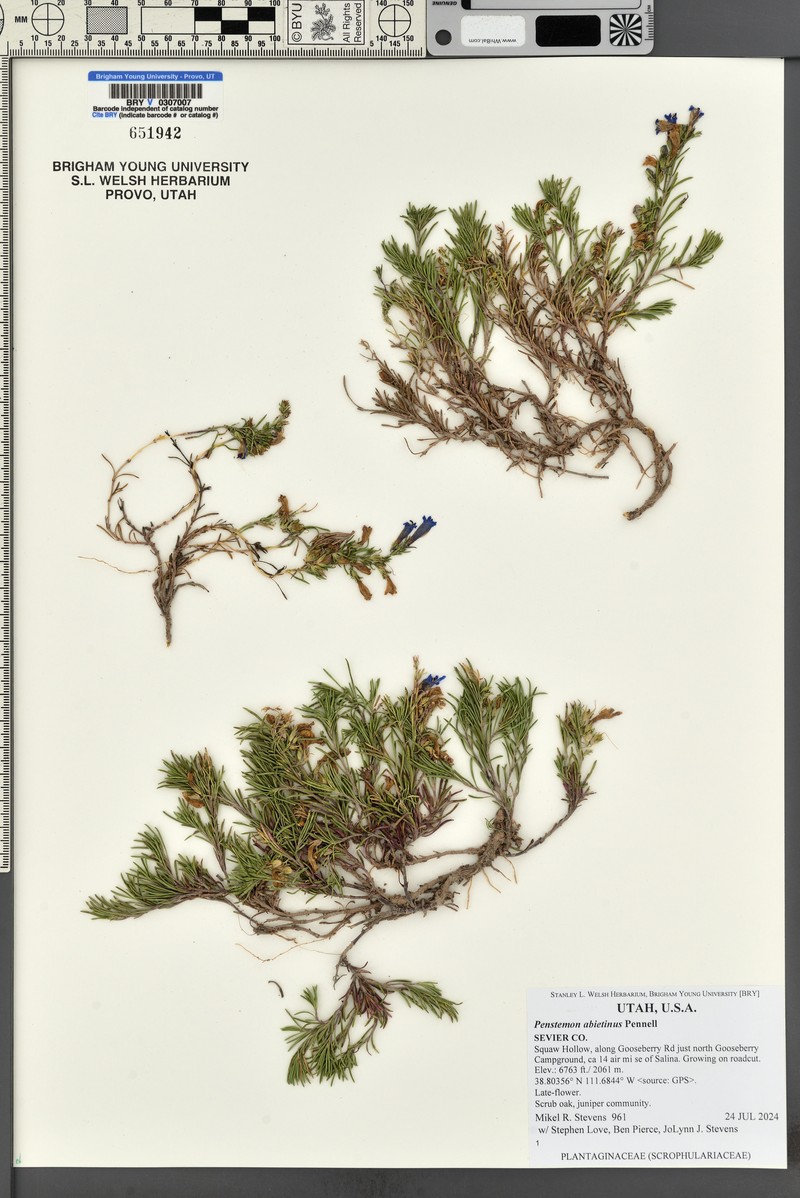 Firleaf Beardtongue photo 8