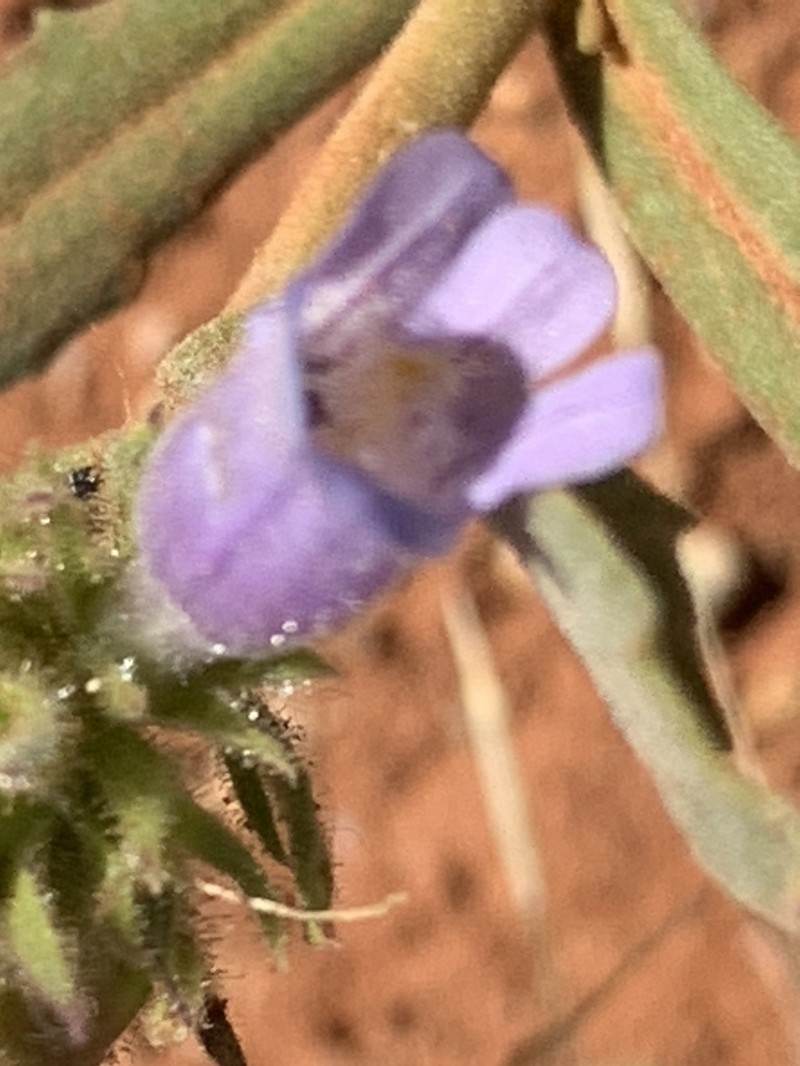 Absaroka Range Beardtongue